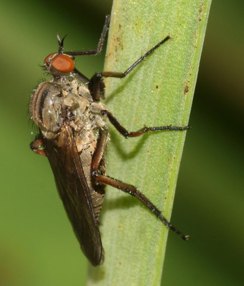 Empis aestiva  F  (Empididae)